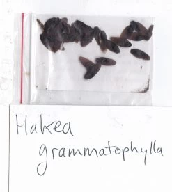 Hakea Grammatophylla – MacDonnell Ranges Hakea Seeds 10 Hakea Grammatophylla – MacDonnell Ranges Hakea Seeds -Garden Fresh Shop Hakea grammatophylla MacDonnell Ranges Hakea seed