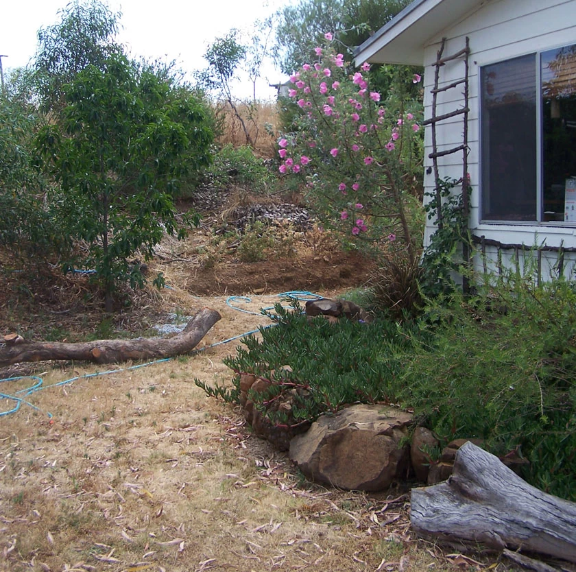 Hibiscus Splendens – Pink Native Hibiscus Seeds 4 Hibiscus Splendens – Pink Native Hibiscus Seeds - Image 2