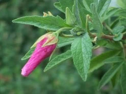 Hibiscus Splendens – Pink Native Hibiscus Seeds 13 Hibiscus Splendens – Pink Native Hibiscus Seeds -Garden Fresh Shop Hibiscus splendens Pink Native Hibiscus 9