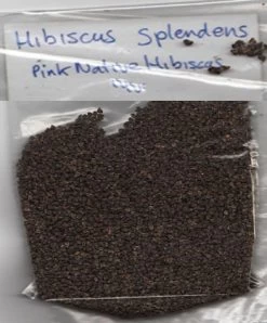 Hibiscus Splendens – Pink Native Hibiscus Seeds 14 Hibiscus Splendens – Pink Native Hibiscus Seeds -Garden Fresh Shop Hibiscus splendens Pink Native Hibiscus seeds 2018