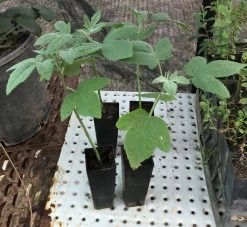 Hibiscus Splendens – Pink Native Hibiscus Seeds 16 Hibiscus Splendens – Pink Native Hibiscus Seeds -Garden Fresh Shop Hibiscus splendens Pink Native Hibiscus tubestock