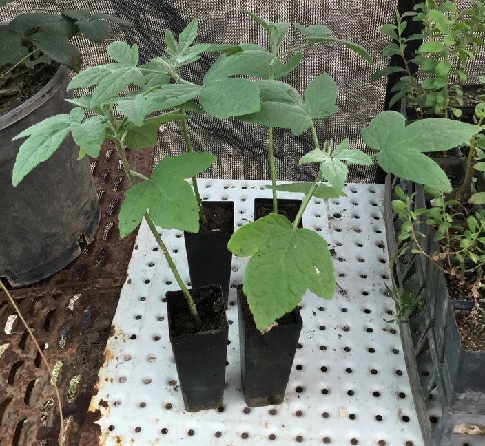 Hibiscus Splendens – Pink Native Hibiscus Seeds 9 Hibiscus Splendens – Pink Native Hibiscus Seeds - Image 7