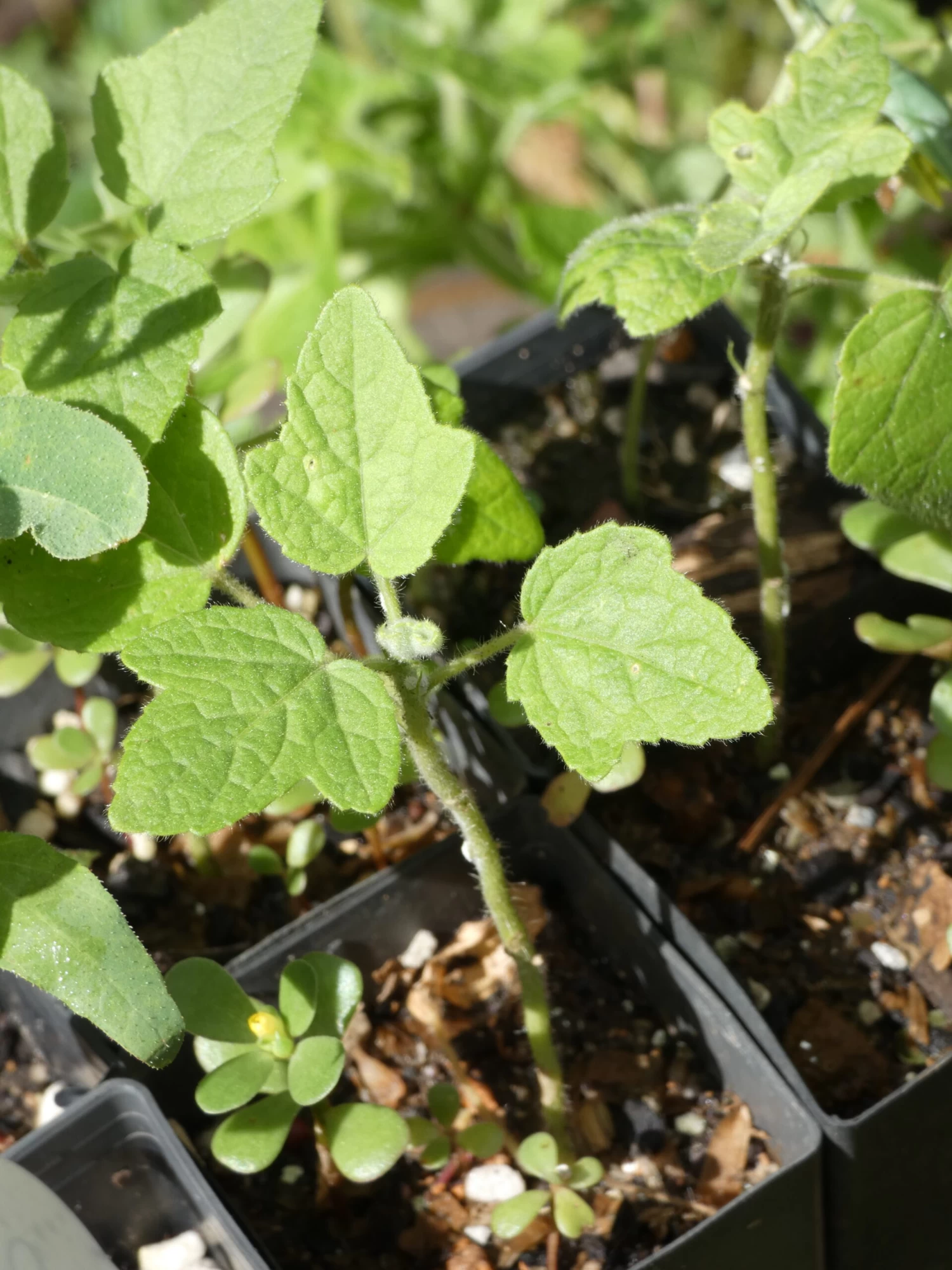 Hibiscus Splendens – Pink Native Hibiscus Seeds 8 Hibiscus Splendens – Pink Native Hibiscus Seeds - Image 6