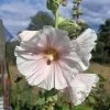 Hollyhock Single Mix Seeds 2 Hollyhock Single Mix Seeds -Garden Fresh Shop Hollyhock1