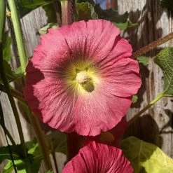 Hollyhock Single Mix Seeds -Garden Fresh Shop Hollyhock2