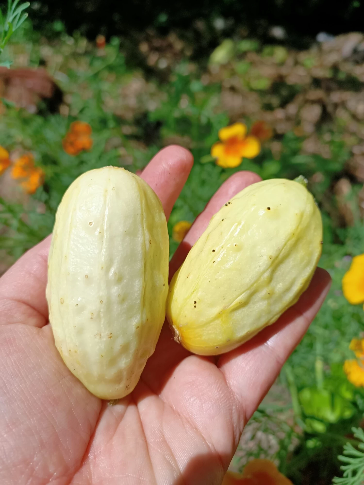 Cucumber Mini White Seeds 3 Cucumber Mini White Seeds
