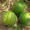 Watermelon Hamby Seeds -Garden Fresh Shop IMG20230222115913 scaled 1