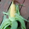 Balinese Corn Seeds 2 Balinese Corn Seeds -Garden Fresh Shop IMG20230322154702 scaled 1
