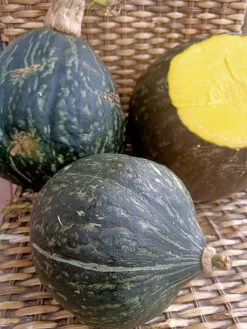 Ana Swartz Pumpkin Seeds