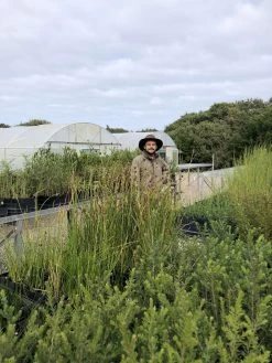 Ficinia Nodosa – Knobby Club-rush Seeds -Garden Fresh Shop IMG 0156 scaled 1