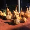 Gourd – Mystery Shapes Seeds -Garden Fresh Shop IMG 0287