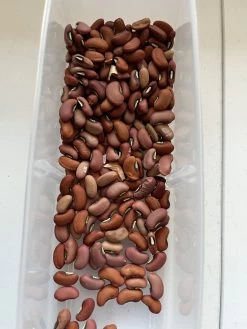 Climbing Snake Bean – ‘Red Dragon’ Seeds