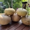 Canteen Gourd Seeds 1 Canteen Gourd Seeds -Garden Fresh Shop IMG 0668 scaled 1
