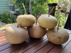 Canteen Gourd Seeds