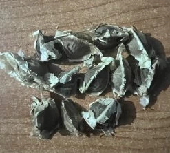 Other Moringa Seeds