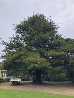 Araucaria Heterophylla – Norfolk Island Pine (pack Of 30) Seeds