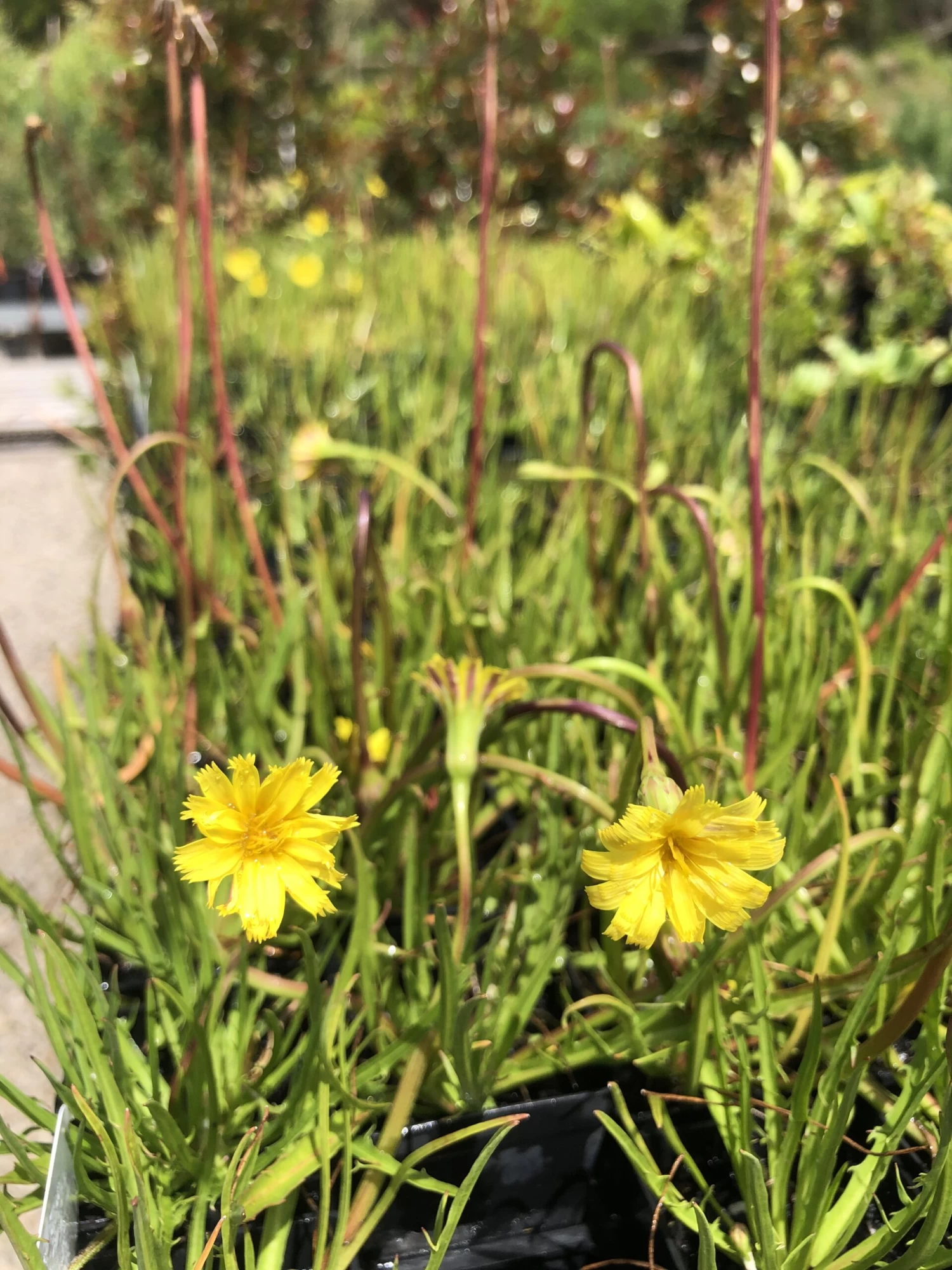 Microseris Scapigera – Murnong (Yam Daisy) Seeds 3 Microseris Scapigera – Murnong (Yam Daisy) Seeds