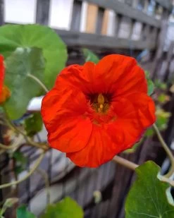Organic Nasturtiums – Orange Bloomers Seeds -Garden Fresh Shop IMG 20200917 224614 802