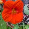 Organic Nasturtiums – Orange Bloomers Seeds -Garden Fresh Shop IMG 20200917 224614 809