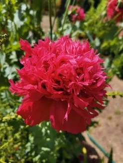 Peony Poppy Seeds -Garden Fresh Shop IMG 20201105 144756 scaled 1