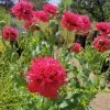 Peony Poppy Seeds -Garden Fresh Shop IMG 20201105 144806 scaled 1