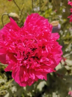 Peony Poppy Seeds -Garden Fresh Shop IMG 20201105 144812 scaled 1