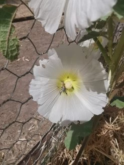 Hollyhock (white) Seeds 6 Hollyhock (white) Seeds -Garden Fresh Shop IMG 20210103 152919 scaled 1