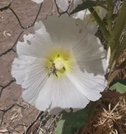 Hollyhock (white) Seeds