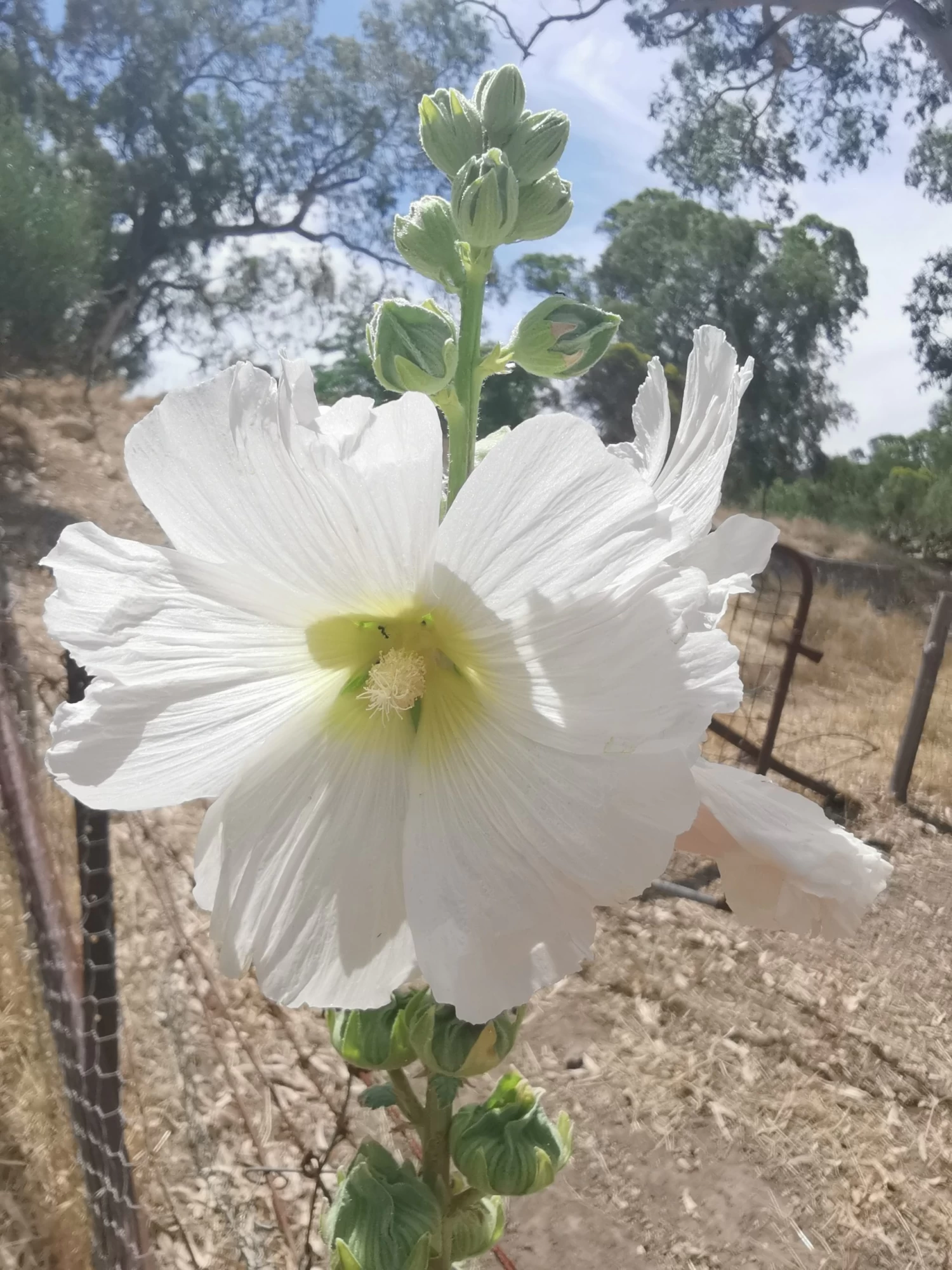 Hollyhock (white) Seeds 3 Hollyhock (white) Seeds - Image 2