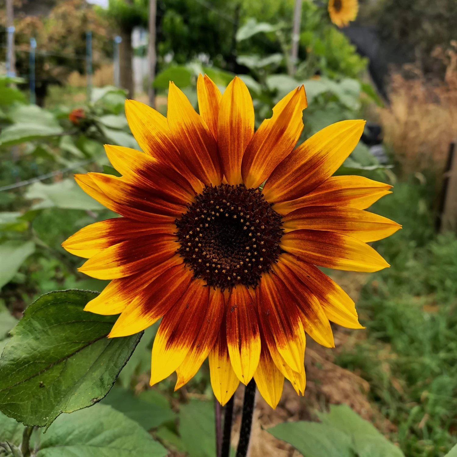 Evening Sun Sunflower Seeds 3 Evening Sun Sunflower Seeds