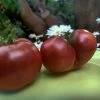 Tomato Black From Tula Seeds -Garden Fresh Shop IMG 20230126 073945 523 scaled 1
