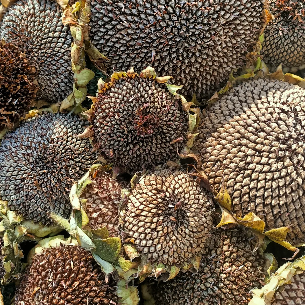 Evening Sun Sunflower Seeds 4 Evening Sun Sunflower Seeds - Image 2