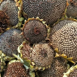 Mixed Sunflower Seeds Seeds -Garden Fresh Shop IMG 20230321 131107 652