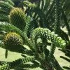 Other Araucaria Montana Seeds -Garden Fresh Shop IMG 20240216 135342 scaled 1