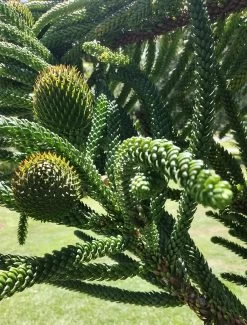 Other Araucaria Montana Seeds