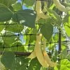 Climbing Beans β Golden Romano Seeds 2 Climbing Beans β Golden Romano Seeds -Garden Fresh Shop IMG 2239 Copy scaled 1