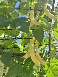Climbing Beans – Golden Romano Seeds
