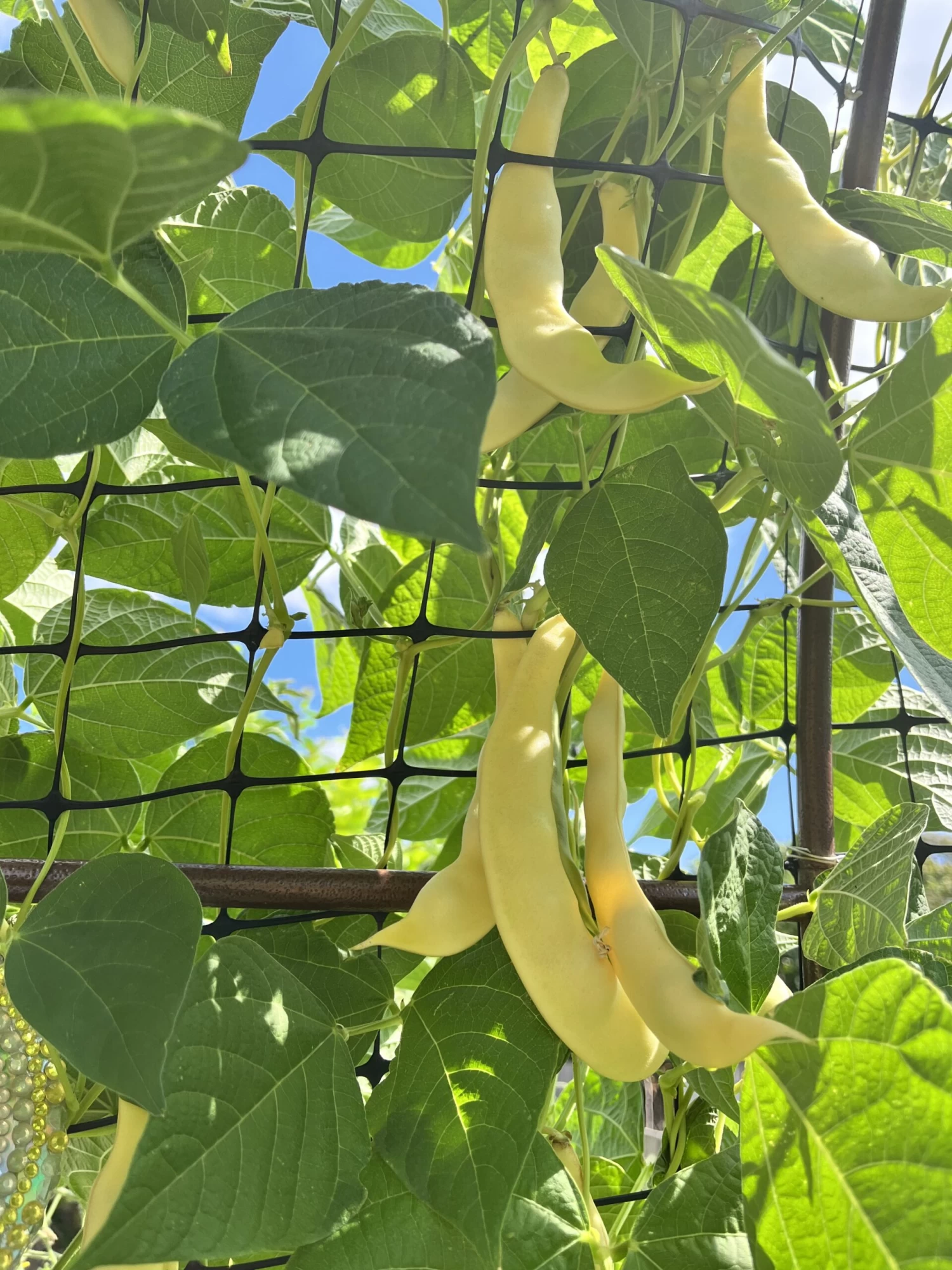 Climbing Beans – Golden Romano Seeds 3 Climbing Beans – Golden Romano Seeds