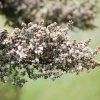 Leptospermum Lanigerum – Woolly Tea Tree Seeds -Garden Fresh Shop IMG 2744