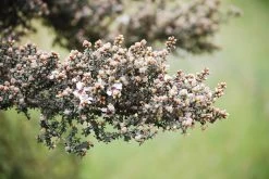 Leptospermum Lanigerum – Woolly Tea Tree Seeds