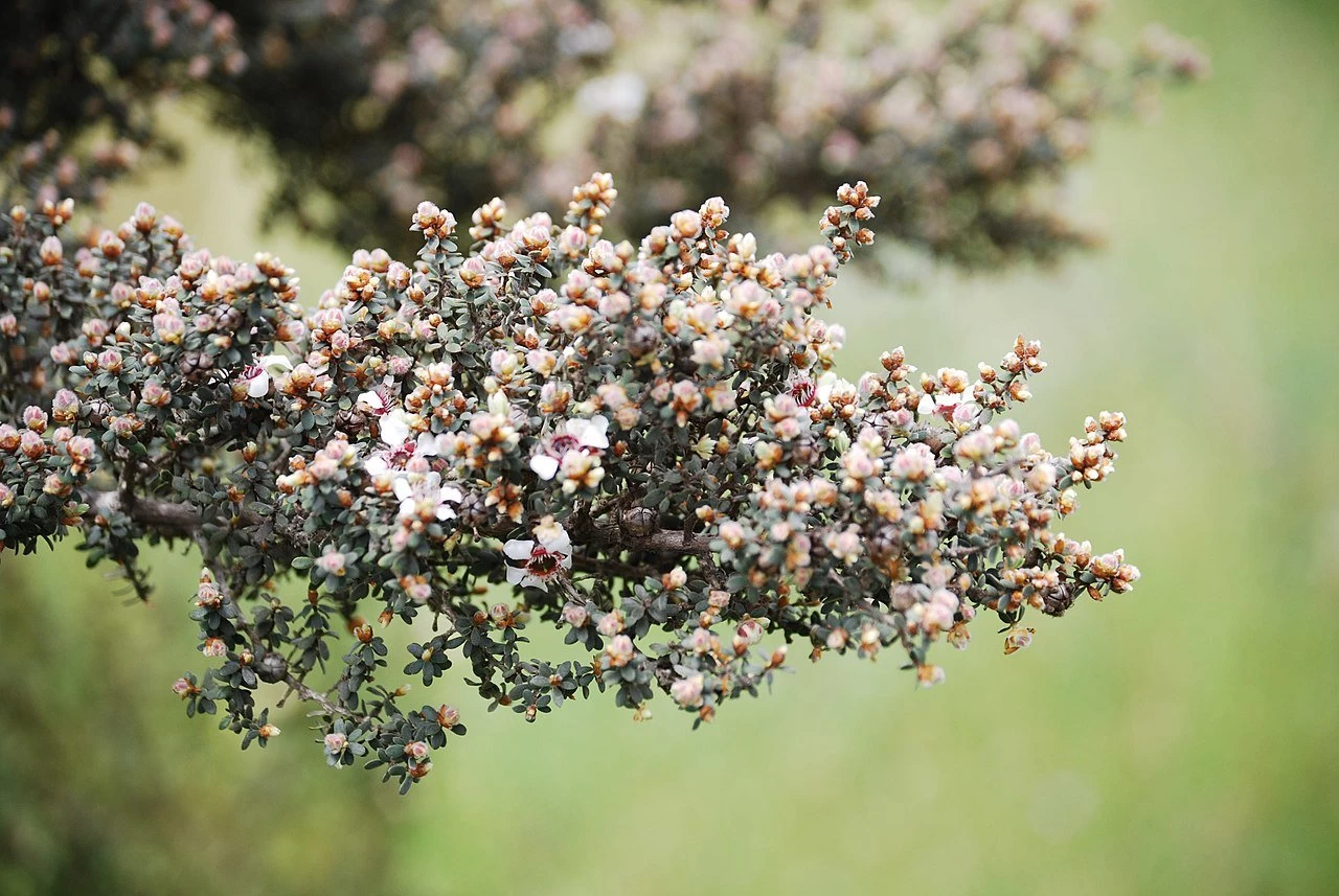 Leptospermum Lanigerum – Woolly Tea Tree Seeds 3 Leptospermum Lanigerum – Woolly Tea Tree Seeds