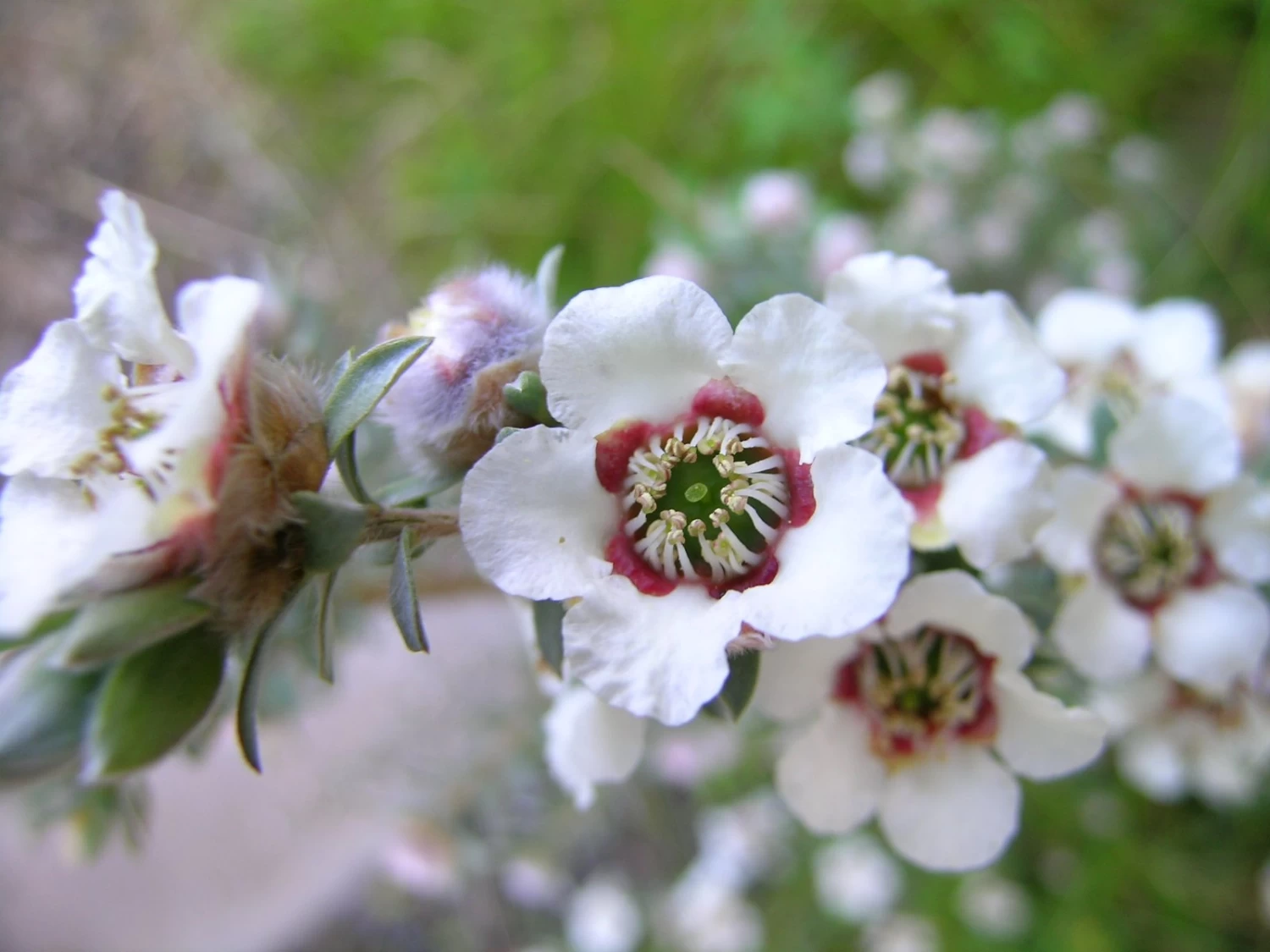 Leptospermum Lanigerum – Woolly Tea Tree Seeds 4 Leptospermum Lanigerum – Woolly Tea Tree Seeds - Image 2