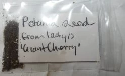 Petunia ‘Giant Cherry’ – Petunia X Hybrida Grandiflora Seeds -Garden Fresh Shop IMG 3097