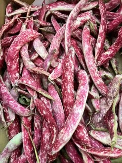 Climbing Beans – Speckled Cranberry Seeds