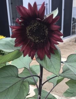 Sunflower Total Eclypse Seeds 8 Sunflower Total Eclypse Seeds -Garden Fresh Shop IMG 3151