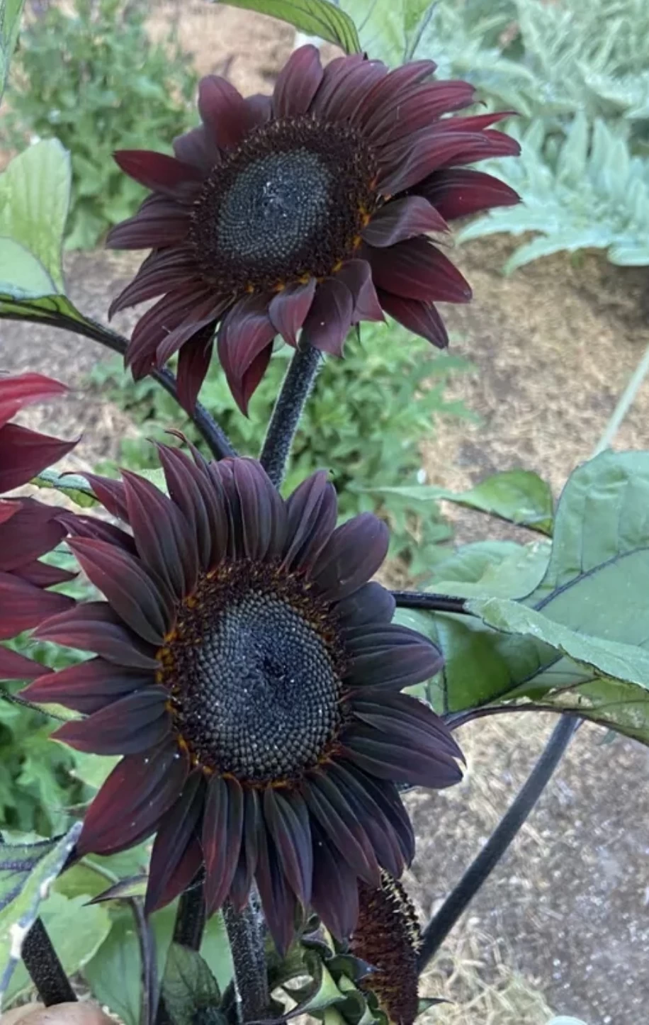 Sunflower Total Eclypse Seeds 4 Sunflower Total Eclypse Seeds - Image 2