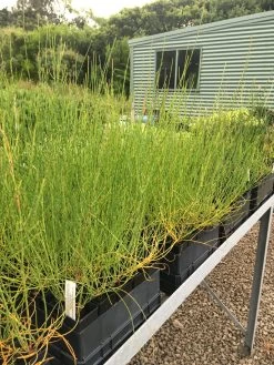 Allocasuarina Verticillata – Drooping Sheoak Seeds 7 Allocasuarina Verticillata – Drooping Sheoak Seeds -Garden Fresh Shop IMG 3219 scaled 1