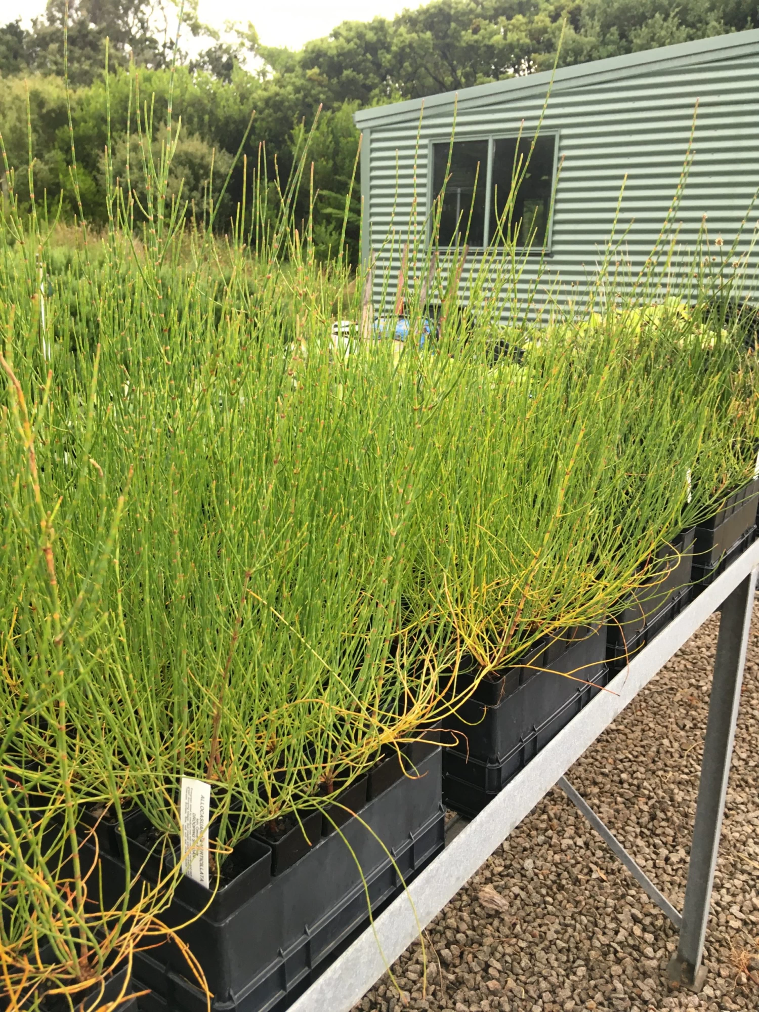 Allocasuarina Verticillata – Drooping Sheoak Seeds 5 Allocasuarina Verticillata – Drooping Sheoak Seeds - Image 3
