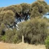 Allocasuarina Verticillata – Drooping Sheoak Seeds 2 Allocasuarina Verticillata – Drooping Sheoak Seeds -Garden Fresh Shop IMG 3232