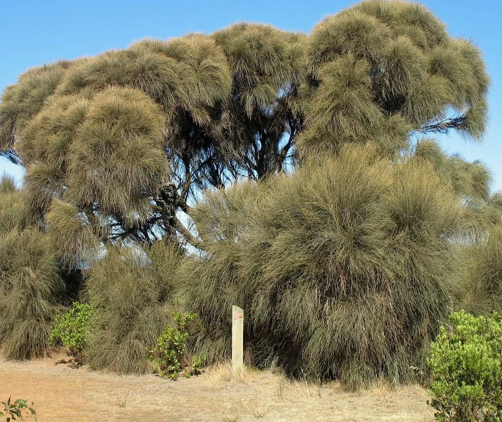 Allocasuarina Verticillata – Drooping Sheoak Seeds 3 Allocasuarina Verticillata – Drooping Sheoak Seeds